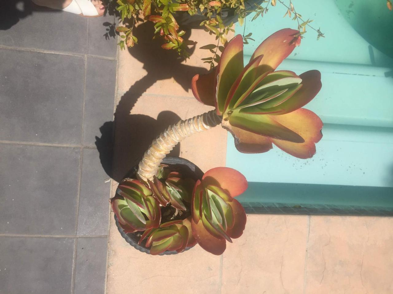 Little Scotia Hotel Cidade Do Cabo Exterior foto